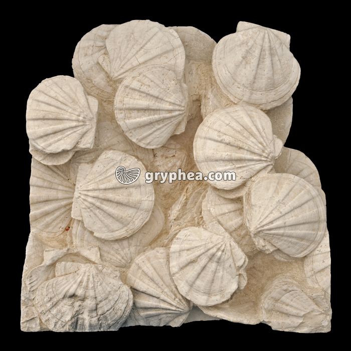 Pectens fossiles (Coquilles St Jacques) - gryphea.com